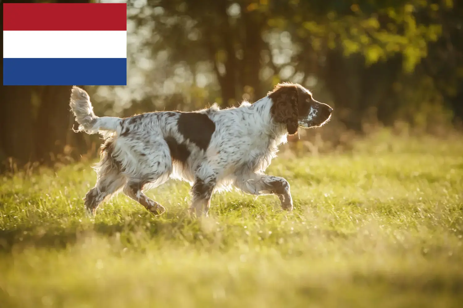 Angol Springer spániel kölykök és tenyésztők Hollandia Keresse meg itt az English Springer spánielek tenyésztőit Hollandia területén.