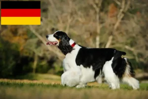 Read more about the article Angol Springer spániel tenyésztők és kölykök Németországban