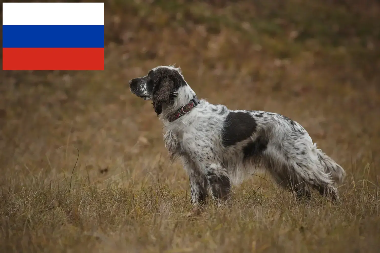 Angol Springer spániel kiskutyák és tenyésztők Oroszország Itt találhatsz English Springer spániel tenyésztőket Oroszországban.