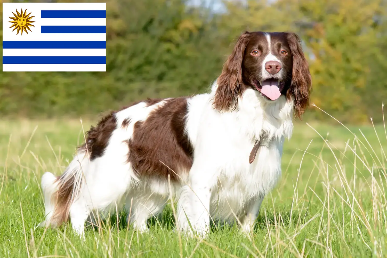 Angol Springer spániel kölykök és tenyésztők Uruguay Keress English Springer spániel tenyésztőket Uruguayban.