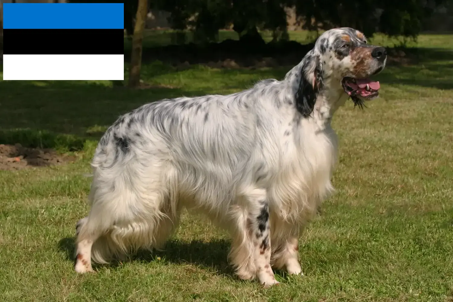 Angol szetter kölykök és tenyésztők Észtországban Találj English Setter tenyésztőket Észtországban.