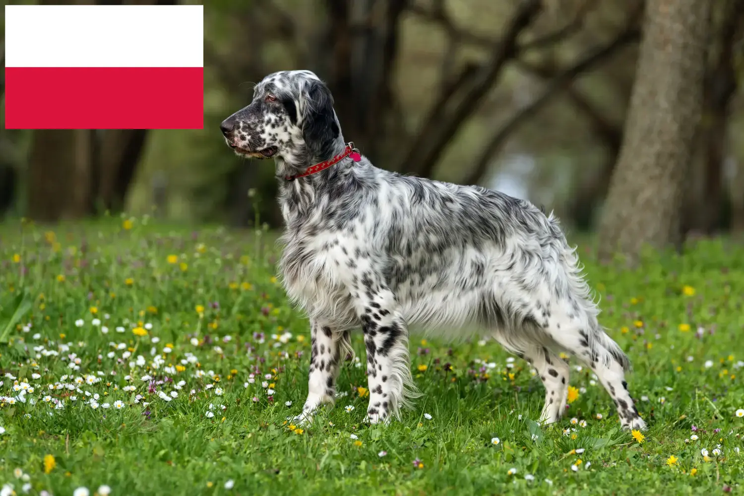 Angol szetter kölykök és tenyésztők Lengyelország Lengyelországi angol szetter tenyésztőket itt találsz.