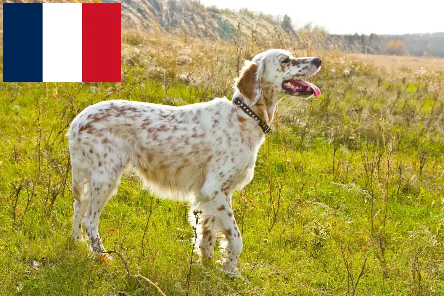 Angol szetter kölykök és tenyésztők Réunion Keress English Setter tenyésztőket Réunion területén.