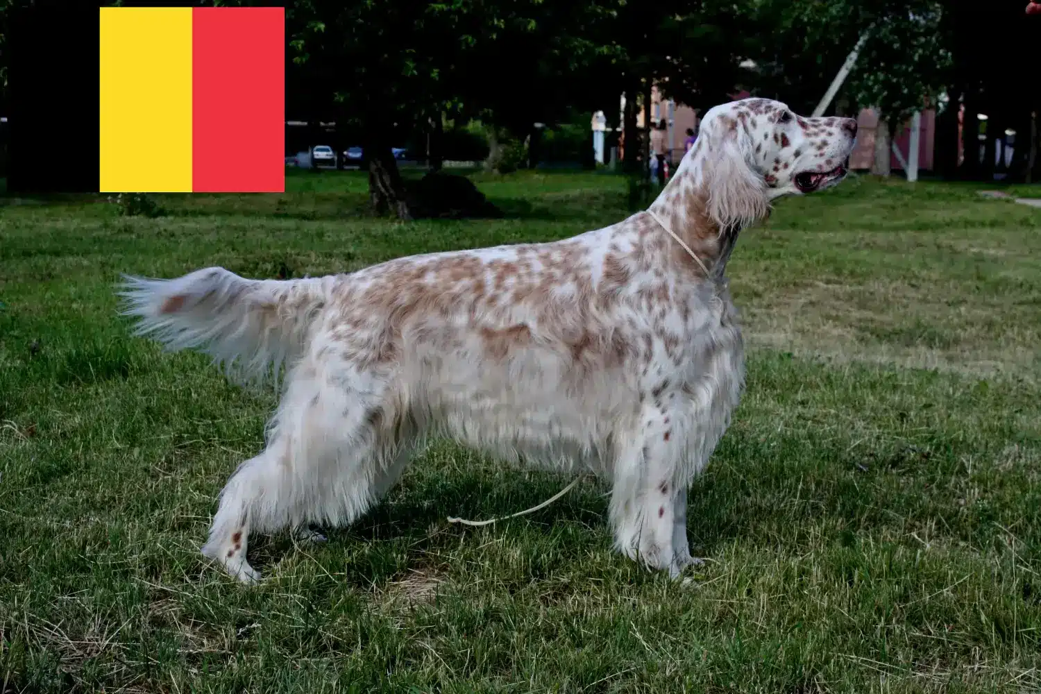Angol szetter kölykök és tenyésztők Belgium Keress English Setter tenyésztőket Belgiumban.