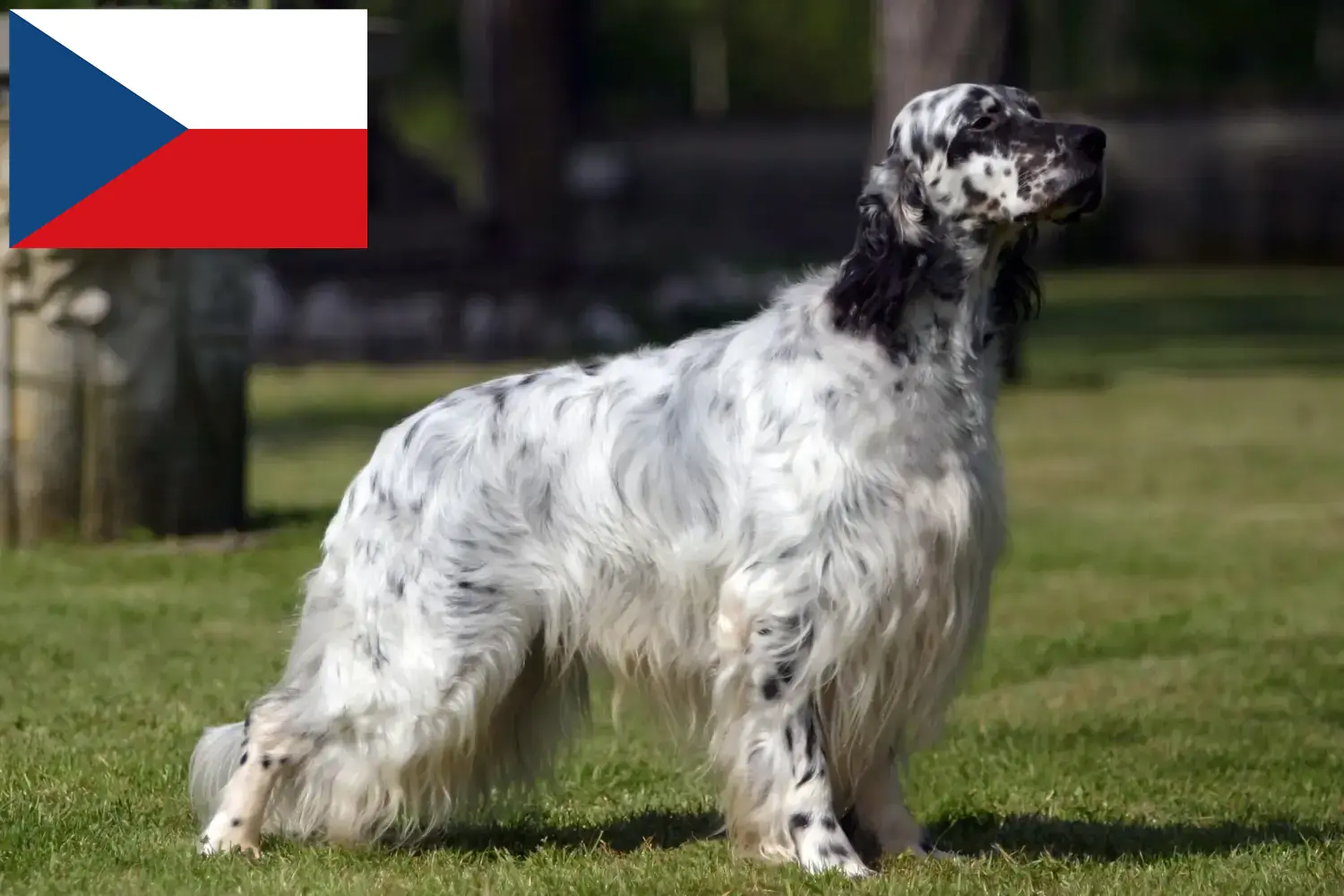 Angol szetter kölykök és tenyésztők Csehország Keress English Setter tenyésztőket Csehországban.
