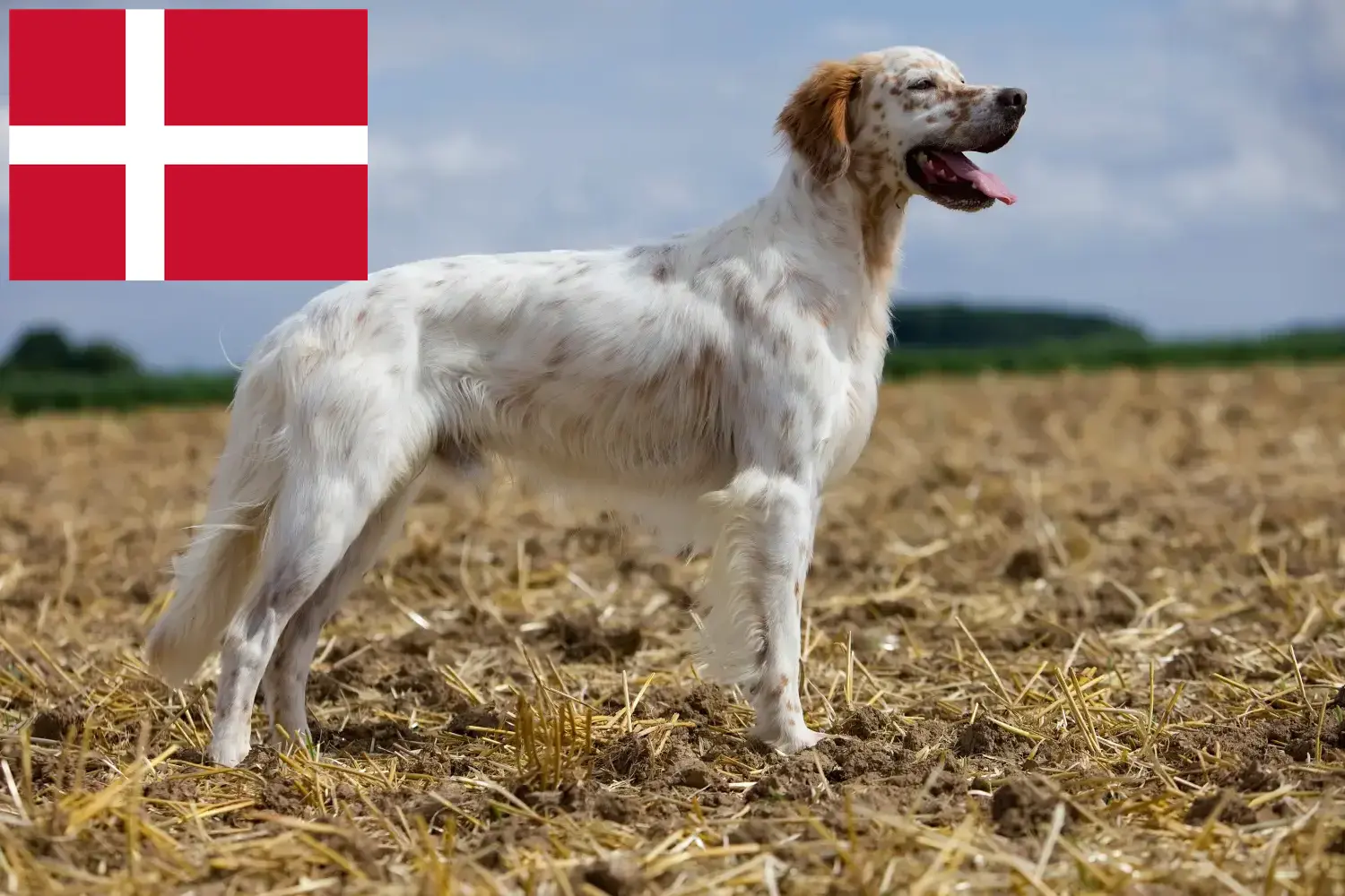 Angol szetter kölykök és tenyésztők Dánia Dánia területén található angol szetter tenyésztőket itt találja.