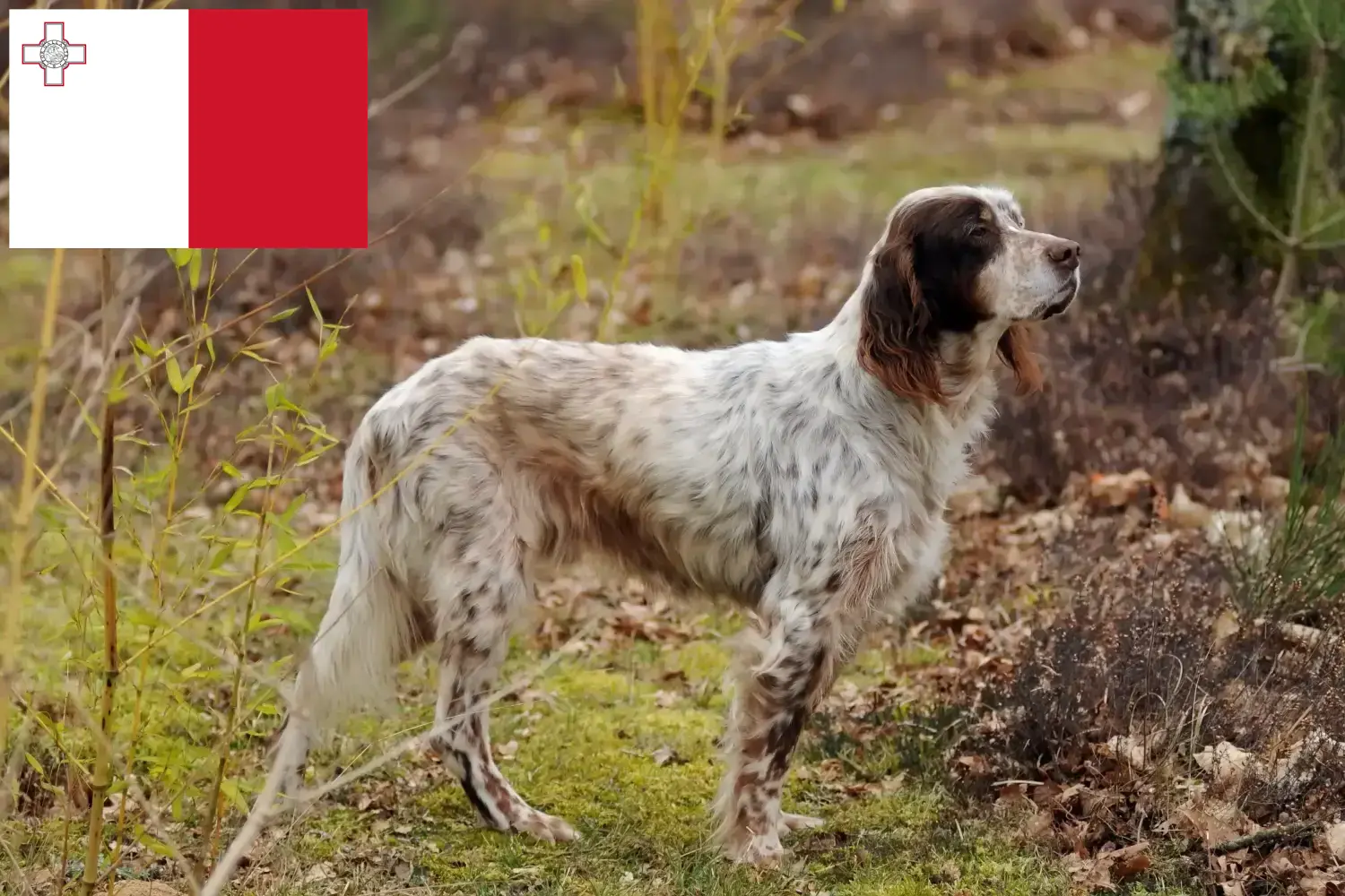 Angol szetter kölykök és tenyésztők Málta Találj English Setter tenyésztőket Málta területén.