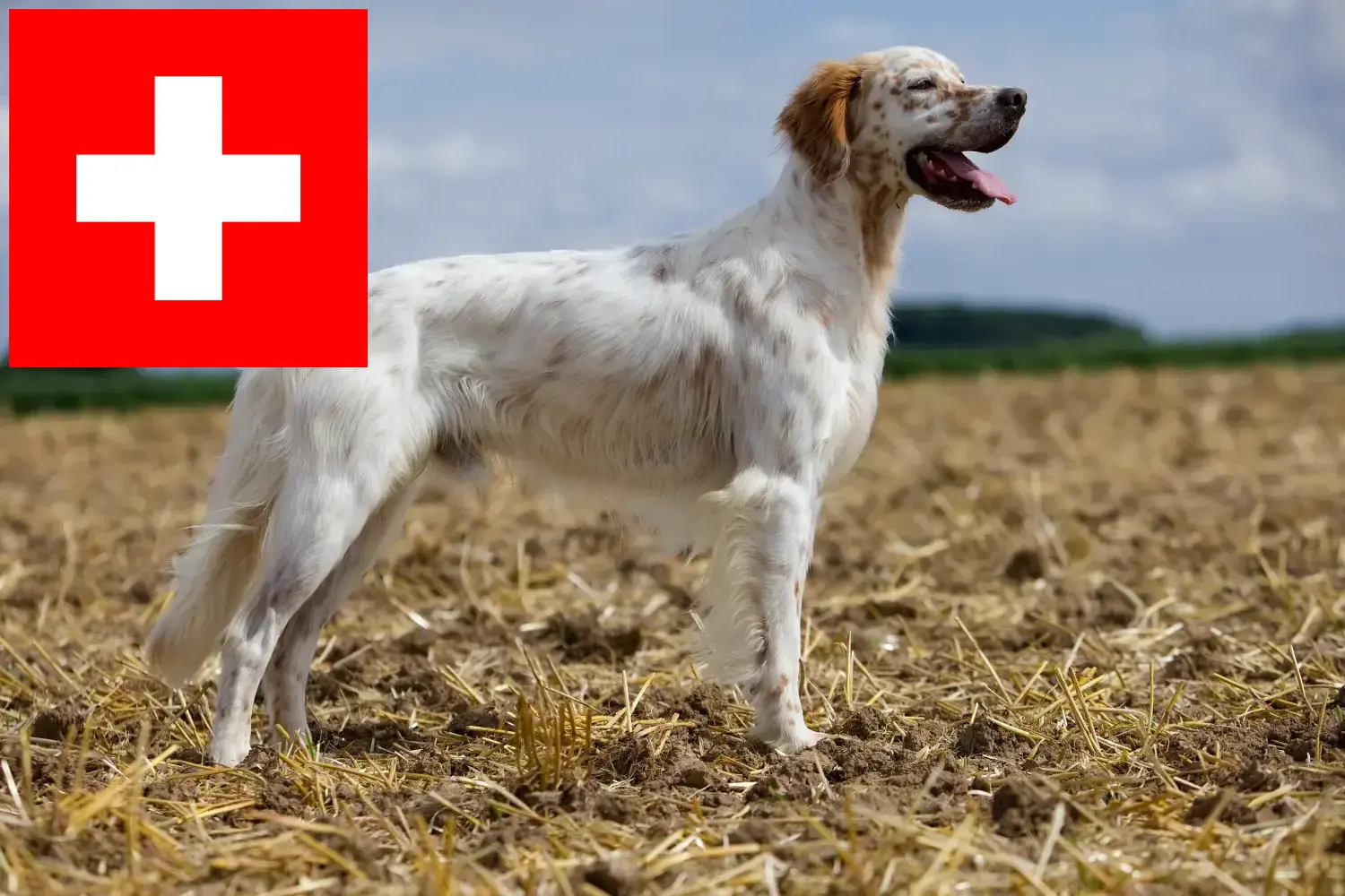 Angol szetter kölykök és tenyésztők Svájcban Itt találhat angol szetter tenyésztőket Svájcban.