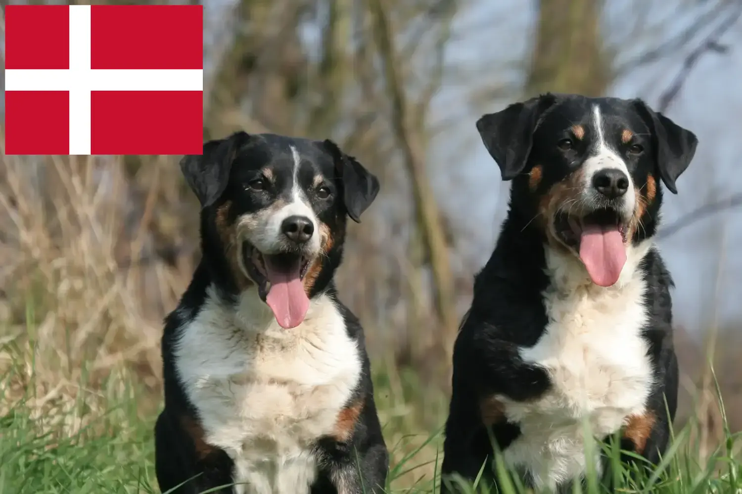 Appenzell hegyikutya kölykök és tenyésztő Dánia Keress Appenzell hegyikutya tenyésztőket Dánia területén.