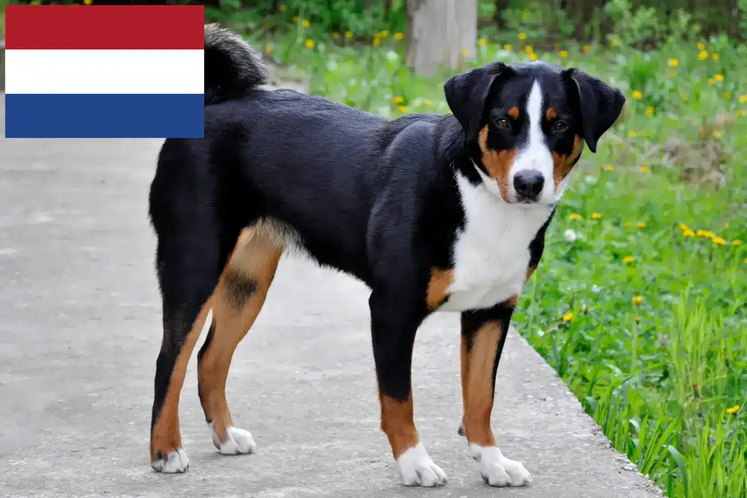 Appenzell hegyikutya kölykök és tenyésztő Hollandia Itt talál Appenzell hegyikutya tenyésztőket Hollandiában.