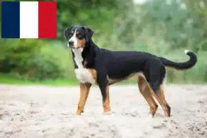 Read more about the article Appenzell hegyikutya tenyésztő és kölykök Franciaországban