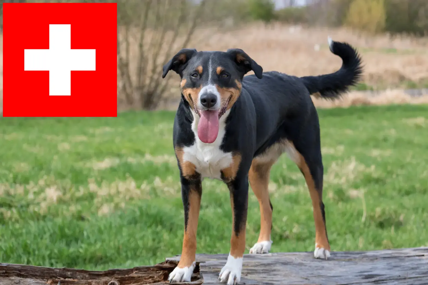 Appenzell hegyikutya kölykök és tenyésztők Svájcban Itt talál Appenzell hegyikutya tenyésztőket Svájcban.