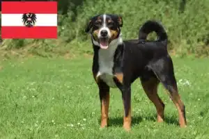 Read more about the article Appenzell hegyikutya tenyésztők és kölykök Ausztriában