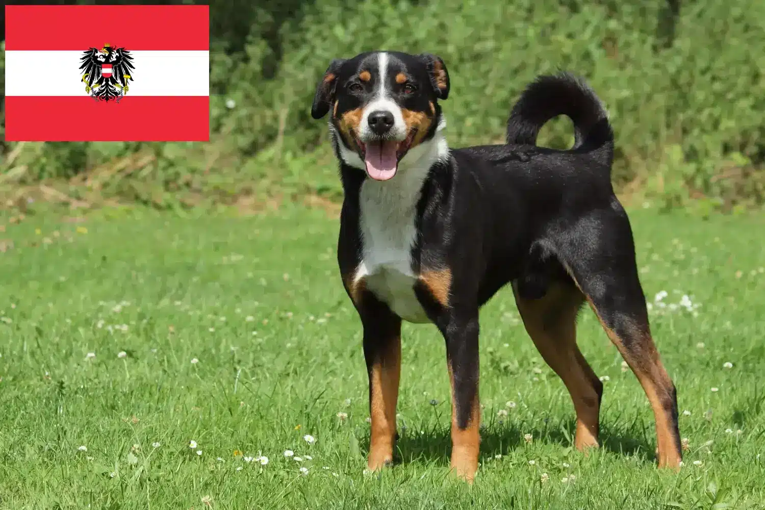 Appenzell hegyikutya kölykök és tenyésztő Ausztria Itt talál Appenzell hegyikutya tenyésztőket Ausztriában.