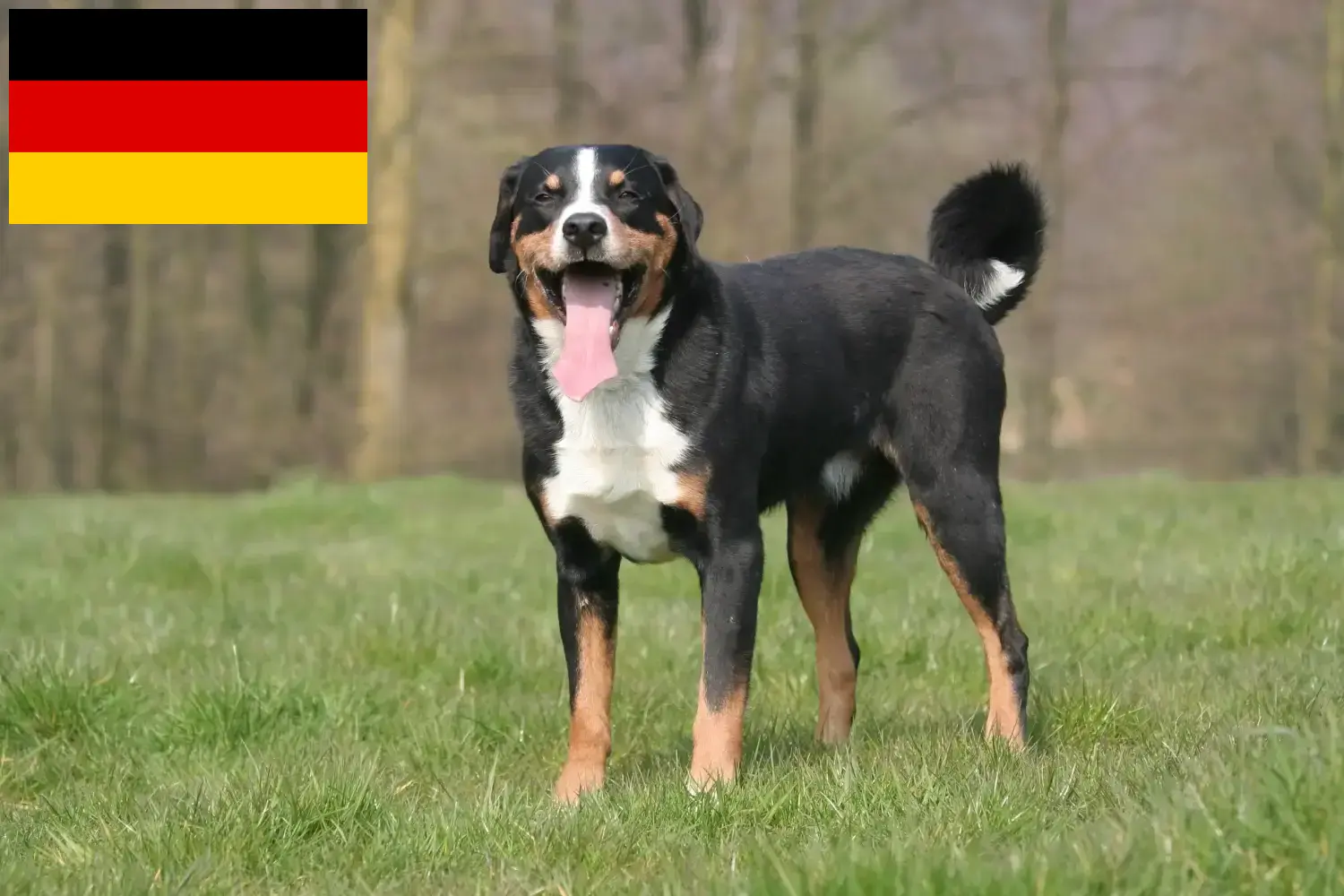 Appenzeller hegyikutya kölykök és tenyésztő Németország Itt talál Appenzell hegyikutya tenyésztőket Németországban.