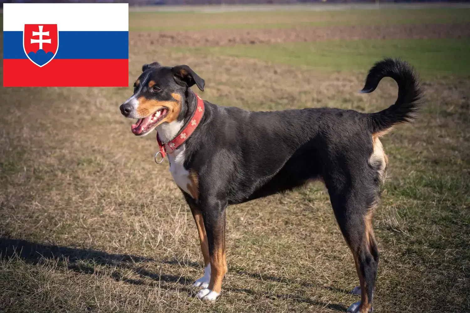 Appenzell hegyikutya kölykök és tenyésztő Szlovákia Itt talál Appenzell hegyikutya tenyésztőket Szlovákiában.