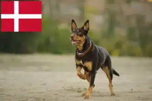 Read more about the article Ausztrál kelpie tenyésztők és kölykök Dániában