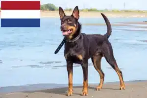 Read more about the article Ausztrál Kelpie tenyésztők és kölykök Hollandiában