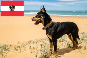 Read more about the article Ausztrál kelpie tenyésztők és kölykök Ausztriában
