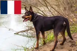 Read more about the article Ausztrál kelpie tenyésztők és kölykök Franciaországban