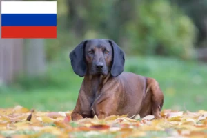 Read more about the article Bajor hegyikutya tenyésztők és kölykök Oroszországban