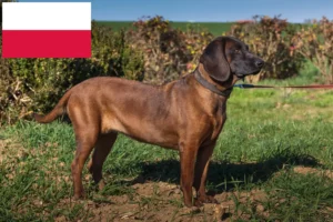 Read more about the article Bajor hegyikutya tenyésztők és kölykök Lengyelországban