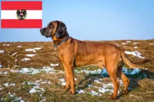 Read more about the article Bajor hegyikutya tenyésztők és kölykök Ausztriában