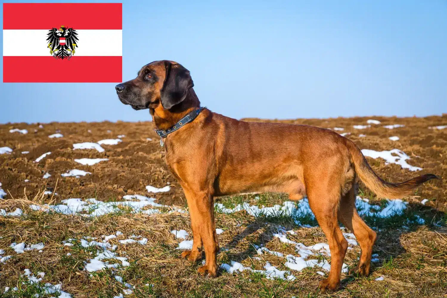 Read more about the article Bajor hegyikutya tenyésztők és kölykök Ausztriában
