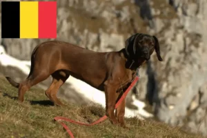 Read more about the article Bajor hegyikutya tenyésztők és kölykök Belgiumban