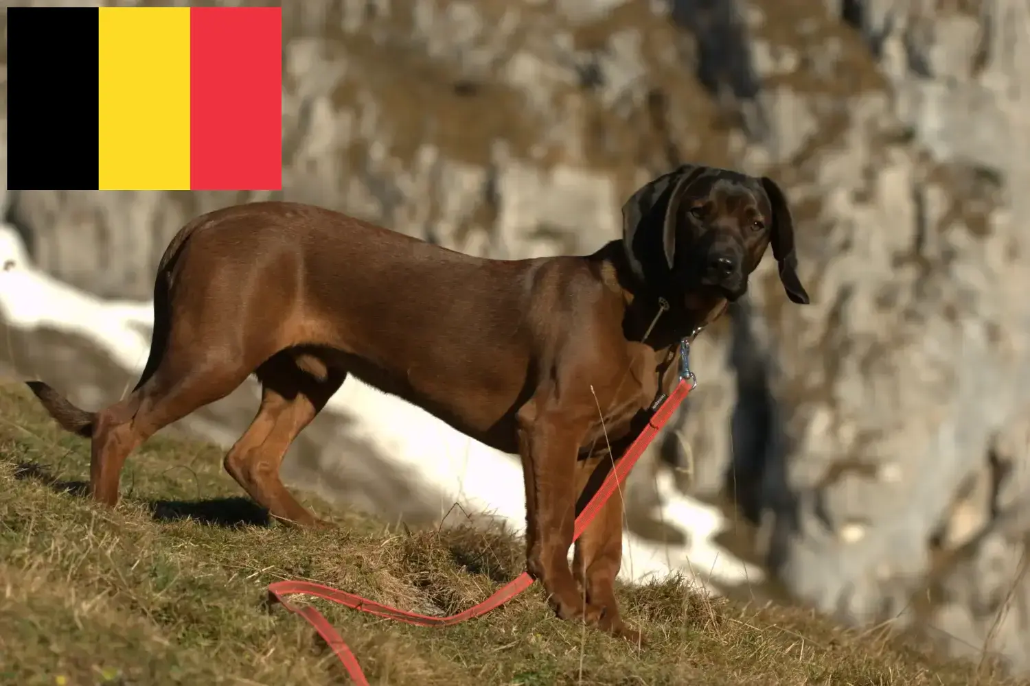 Bajor hegyikutya kölykök és tenyésztők Belgium Itt találhat bajor hegyikutya tenyésztőket Belgiumban.