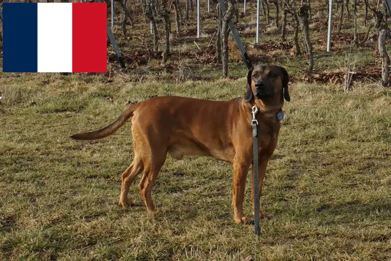 Bajor hegyikutya kölykök és tenyésztők Franciaország Itt találhat bajor hegyikutya tenyésztőket Franciaországban.