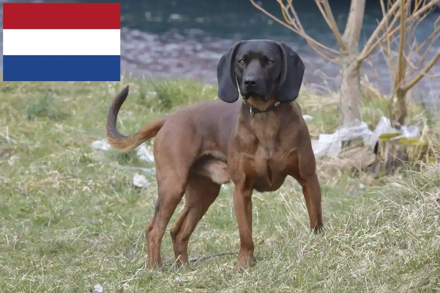 Bajor hegyikutya kölykök és tenyésztők Hollandia Itt találhat Bavarian Mountain Hound tenyésztőket Hollandiában.