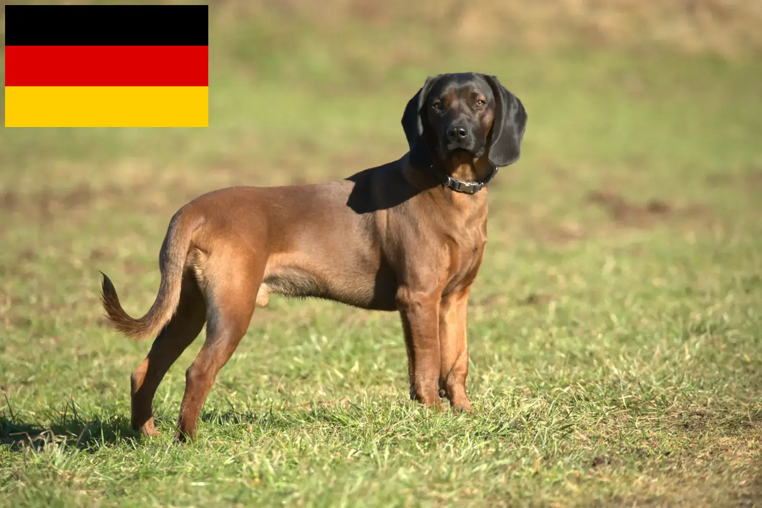 Bayerischer Gebirgsschweißhund kiskutyák és tenyésztők Németország Itt talál Bavarian Mountain Hound tenyésztőket Németországban.