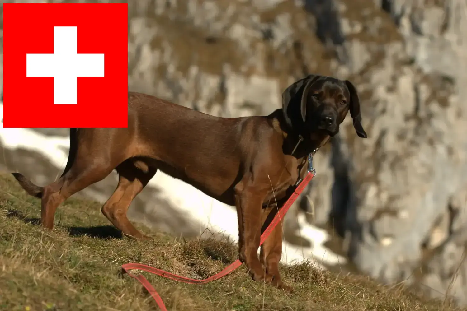 Bajor hegyikutya kölykök és tenyésztők Svájcban Itt találhat bajor hegyikutya tenyésztőket Svájcban.