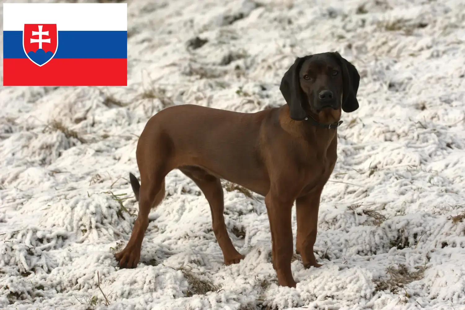 Bajor hegyikutya kölykök és tenyésztők Szlovákia Itt találhatsz bajor hegyikutya tenyésztőket Szlovákiában.