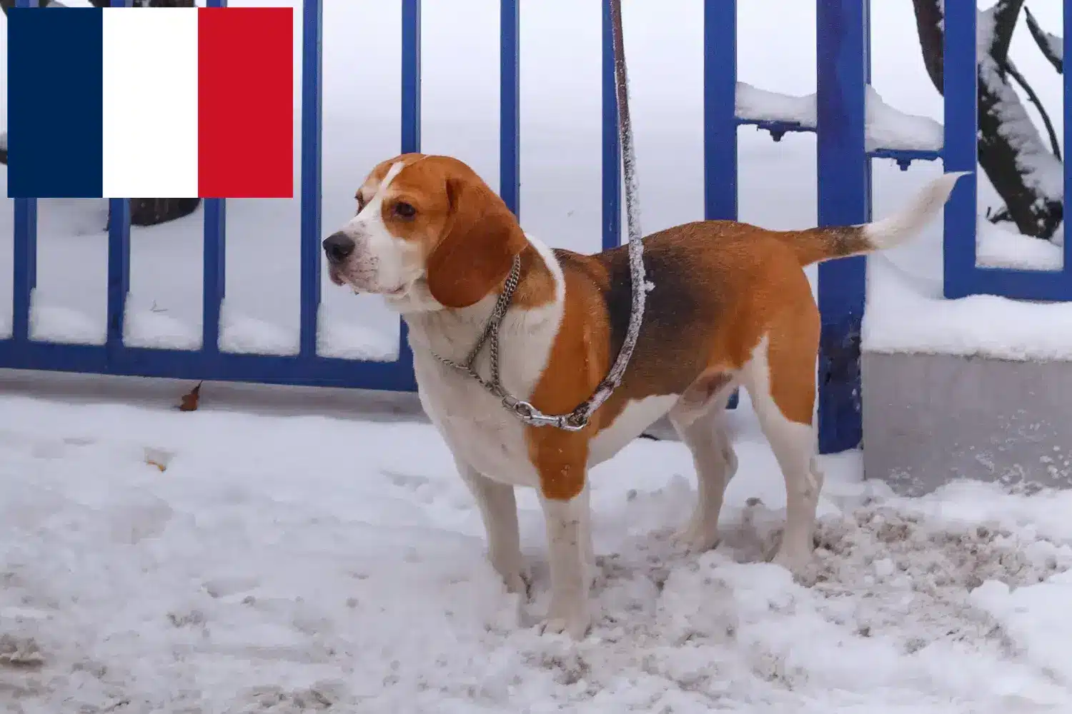 Beagle Harrier kölykök és tenyésztők Franciaország Beagle Harrier tenyésztőket Franciaországban itt találsz.