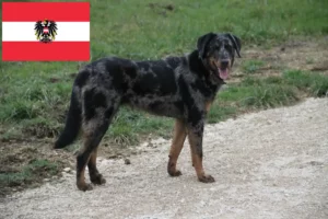 Read more about the article Beauceron tenyésztők és kölykök Ausztriában