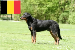 Read more about the article Beauceron tenyésztők és kölykök Belgiumban