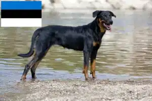 Read more about the article Beauceron tenyésztők és kölykök Észtországban