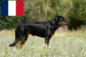 Read more about the article Beauceron tenyésztők és kölykök Franciaországban