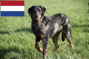 Read more about the article Beauceron tenyésztők és kölykök Hollandiában