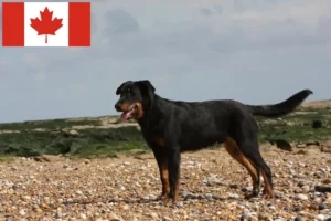 Read more about the article Beauceron tenyésztők és kölykök Kanadában