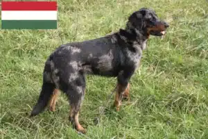 Read more about the article Beauceron tenyésztők és kölykök Magyarországon