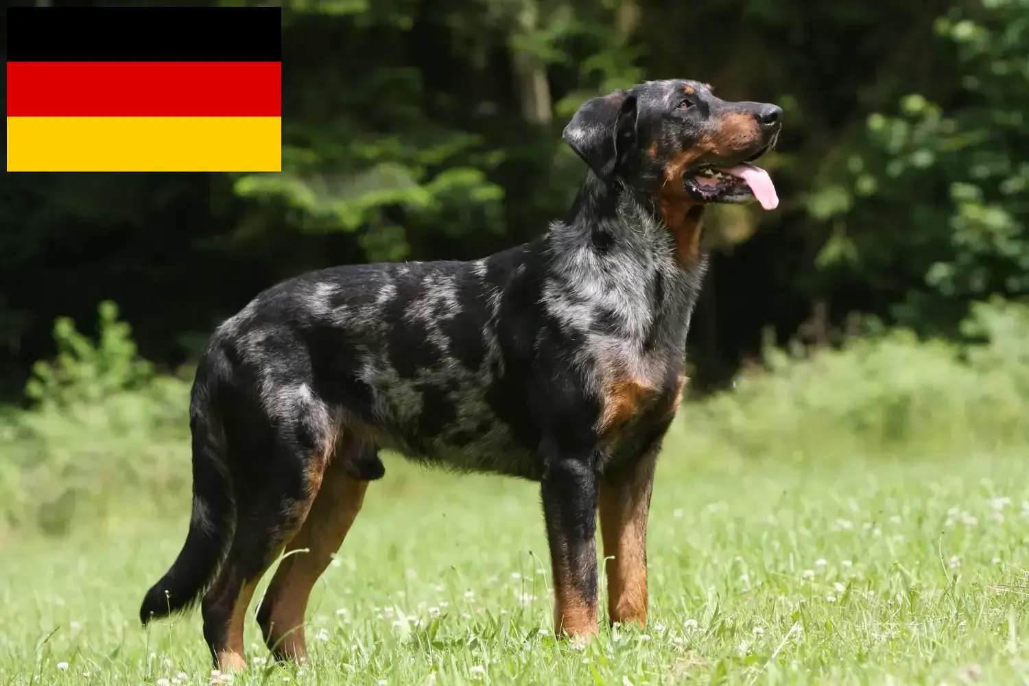 Beauceron kiskutyák és tenyésztők Németország Itt találhat Beauceron tenyésztőket Németországban.