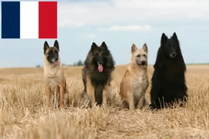 Read more about the article Belga juhászkutya tenyésztők és kölykök Réunionban