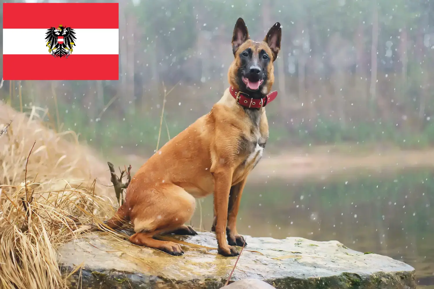 Belga juhászkutya kölykök és tenyésztő Ausztria Itt talál belga juhászkutya tenyésztőket Ausztriában.
