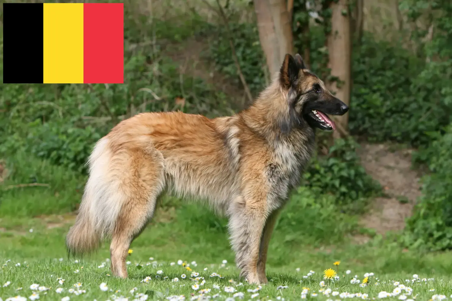 Belga juhászkutya kölykök és tenyésztő Belgium Itt talál belga juhászkutya tenyésztőket Belgiumban.