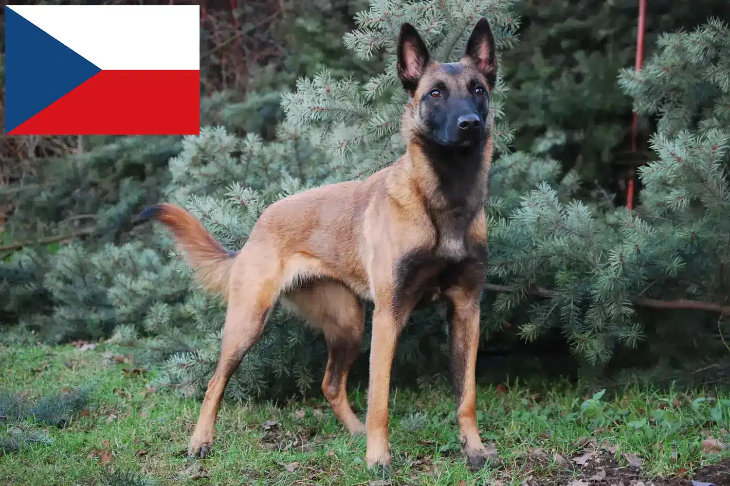 Belga juhász kiskutyák és tenyésztők Csehország Itt talál belga juhászkutya tenyésztőket Csehországban.