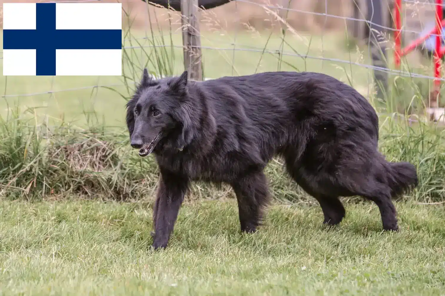 Belga juhászkutya kölykök és tenyésztő Finnország Keresse meg a belga juhászkutya tenyésztőket Finnországban.