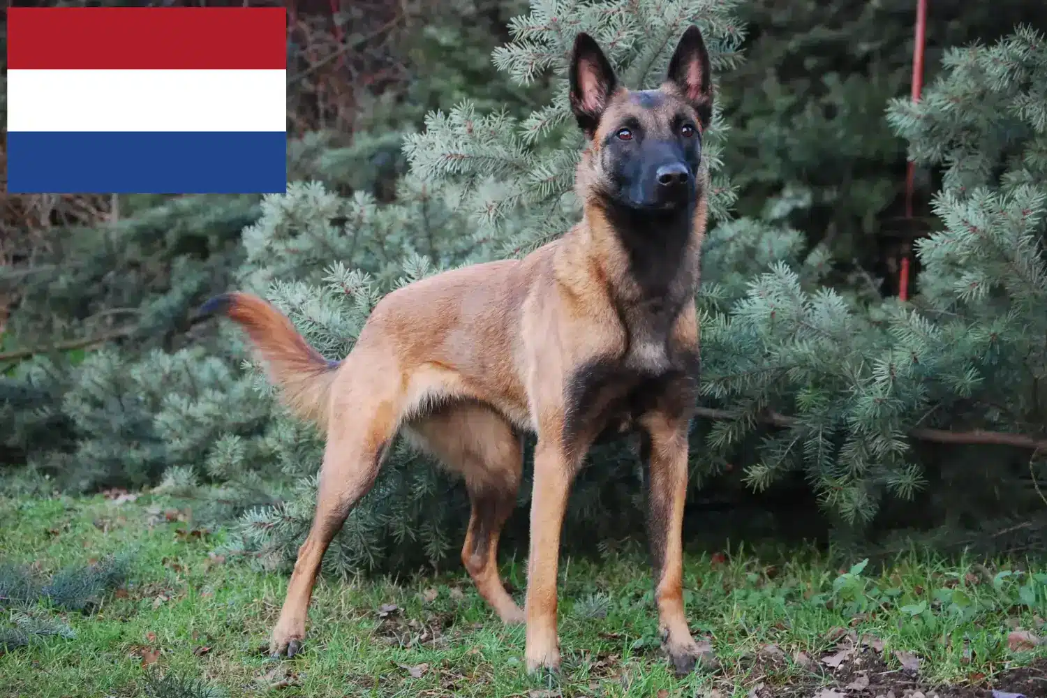 Belga juhász kiskutyák és tenyésztő Hollandia Itt talál belga juhászkutya tenyésztőket Hollandiában.